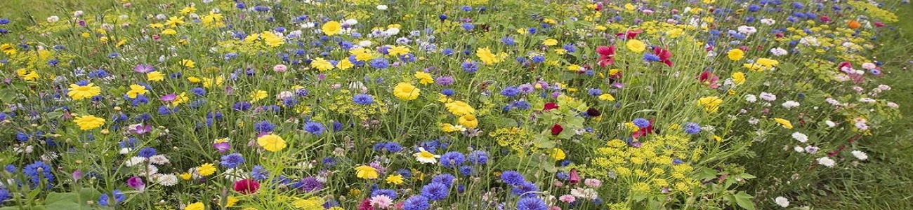 Bloemen- en kruidenmengsels voor tuin, border en bloemenweide – Tuintotaalshop